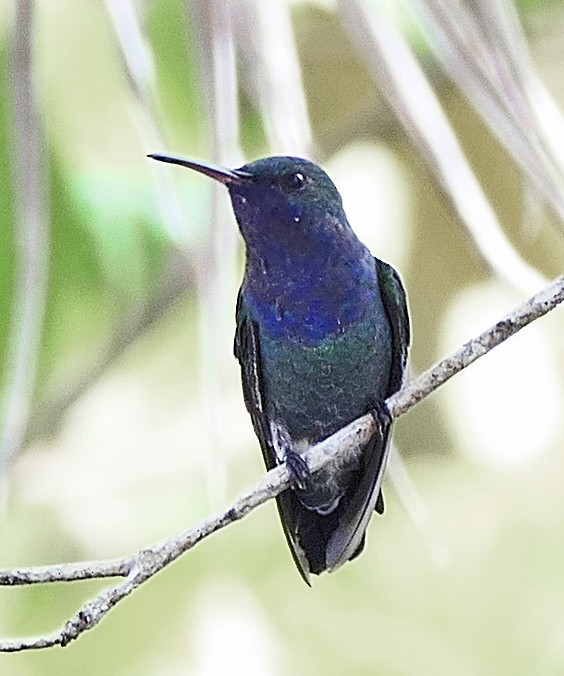Sapphire-throated Hummingbird - ML618018589