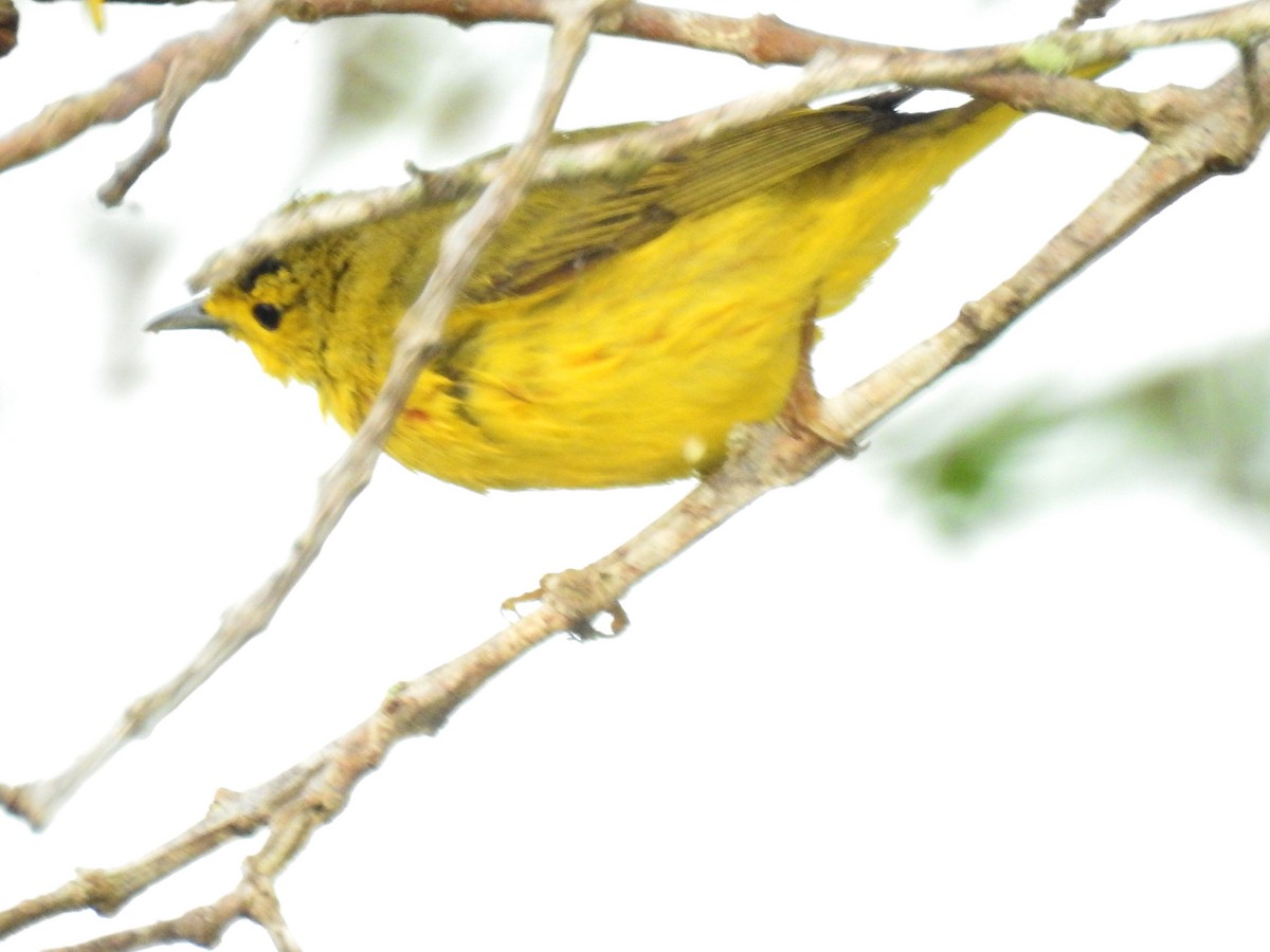 Yellow Warbler - ML618018613