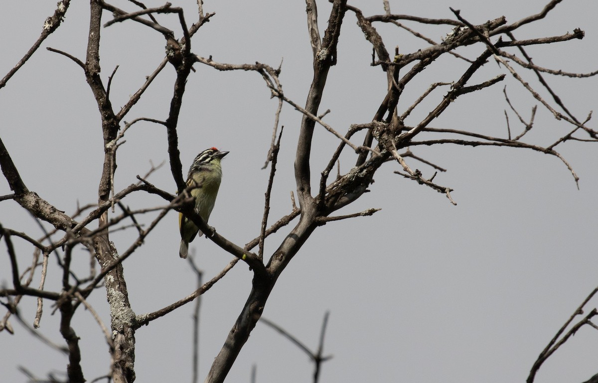 Red-fronted Tinkerbird - ML618018614