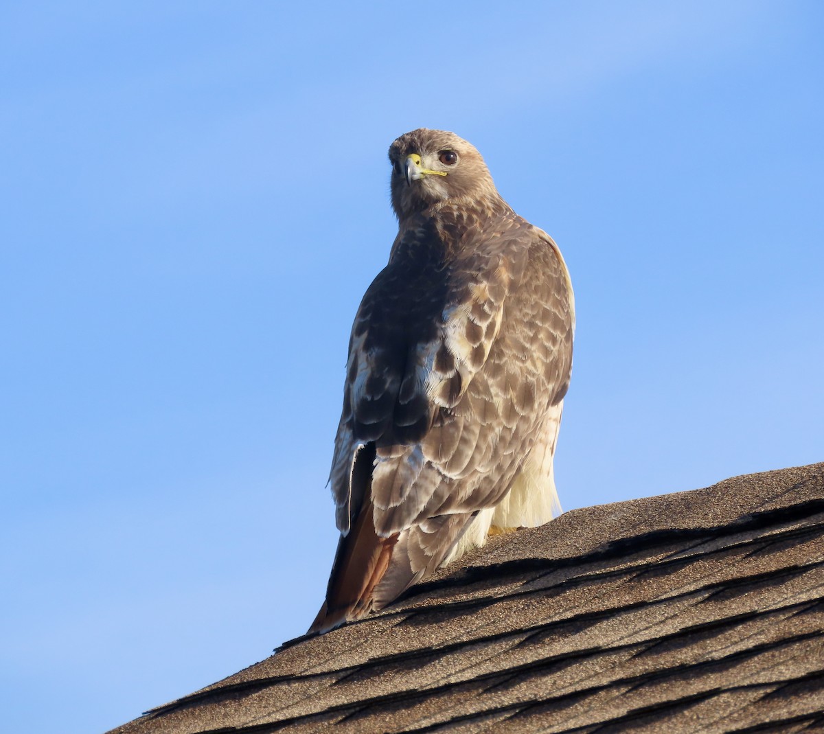 Red-tailed Hawk - LouAnn O'Hora