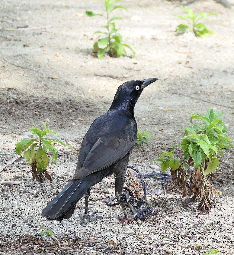 Great-tailed Grackle - Phil Tizzard