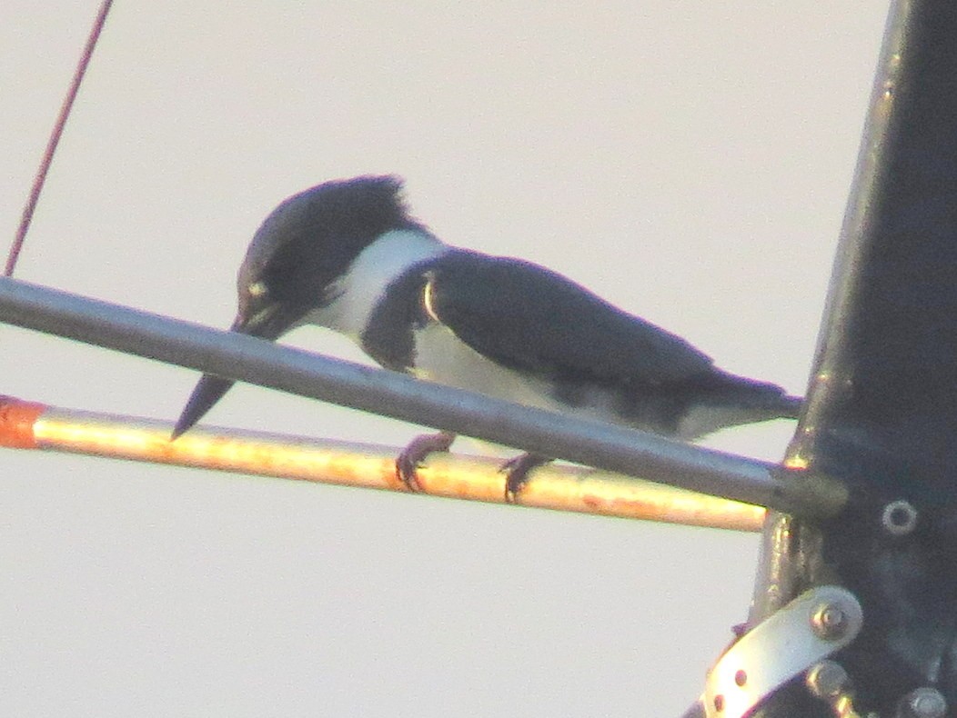Belted Kingfisher - ML618018650