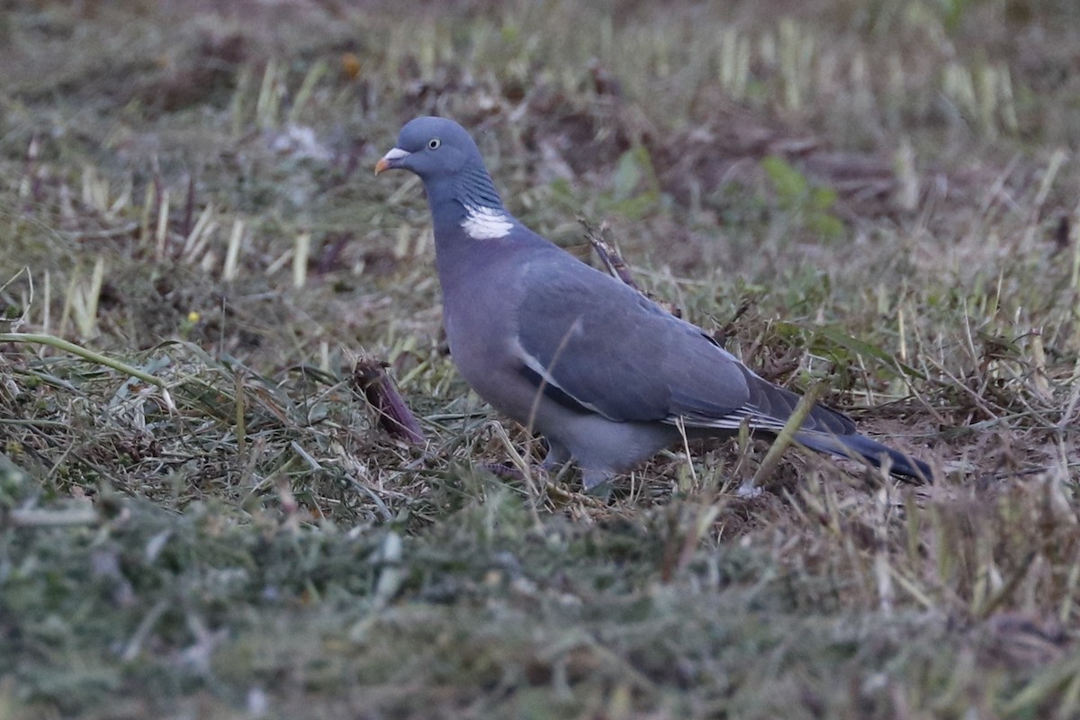 Common Wood-Pigeon - ML618018695