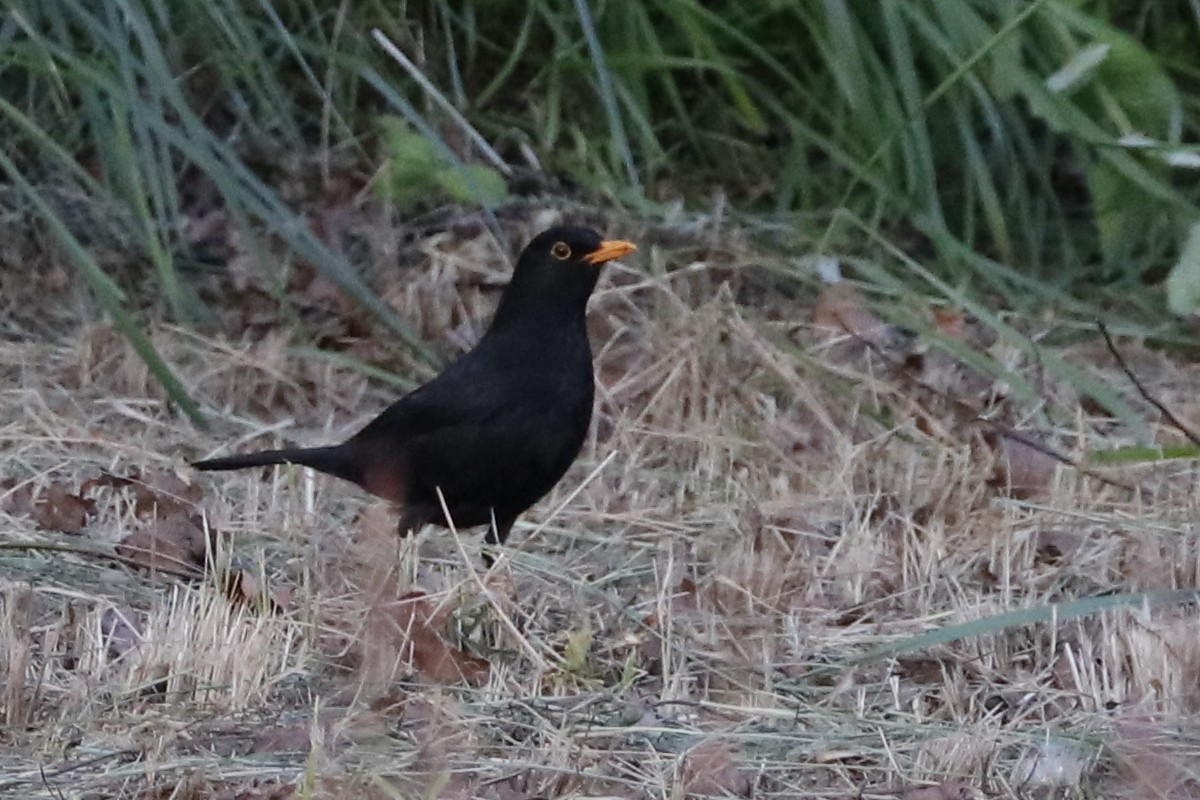 Eurasian Blackbird - ML618018710