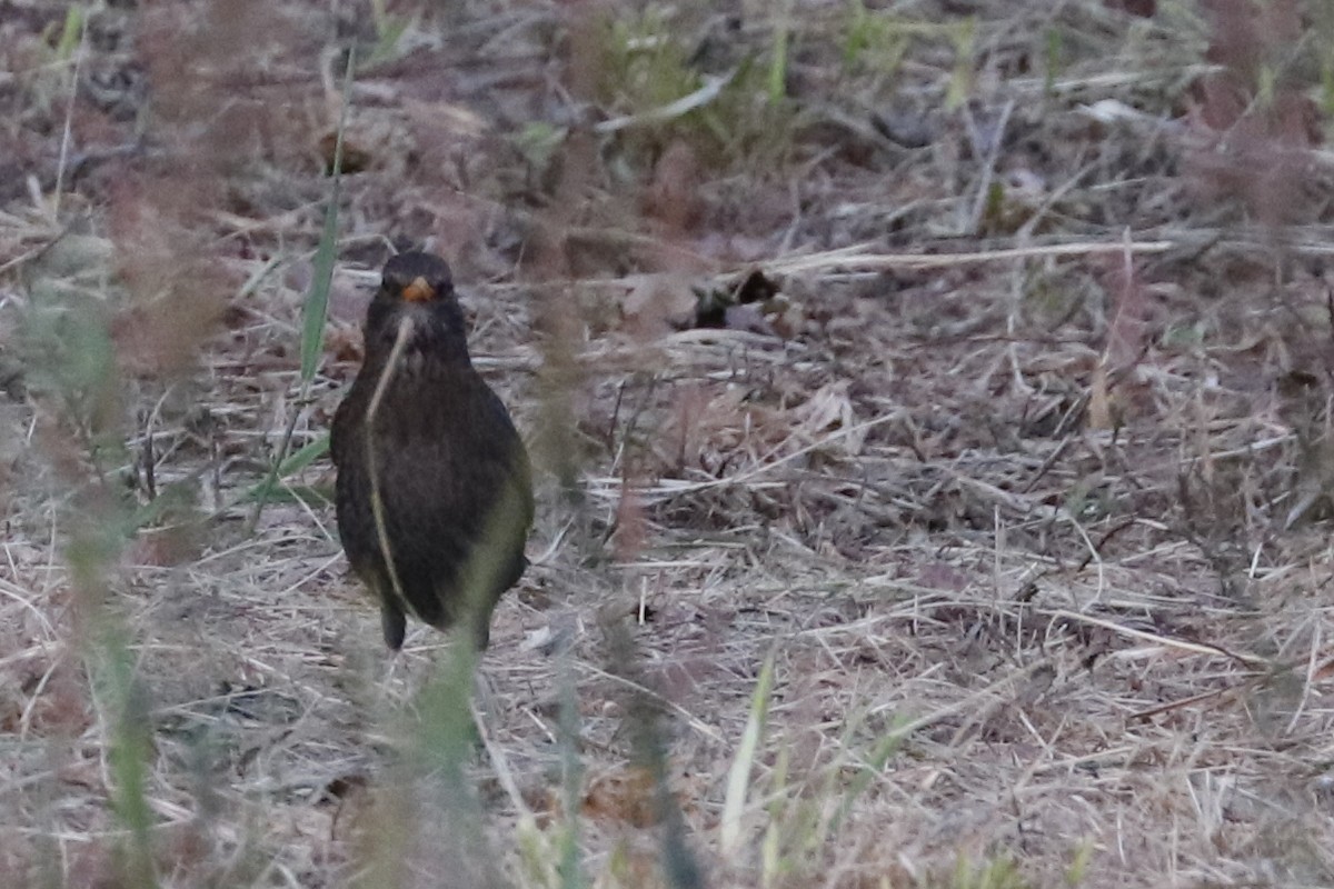 Eurasian Blackbird - Paulo Domingues