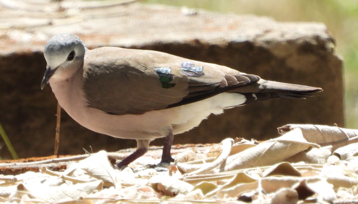 Emerald-spotted Wood-Dove - ML618018721