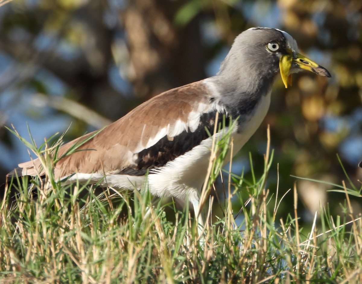 White-crowned Lapwing - Timothy Whitehead