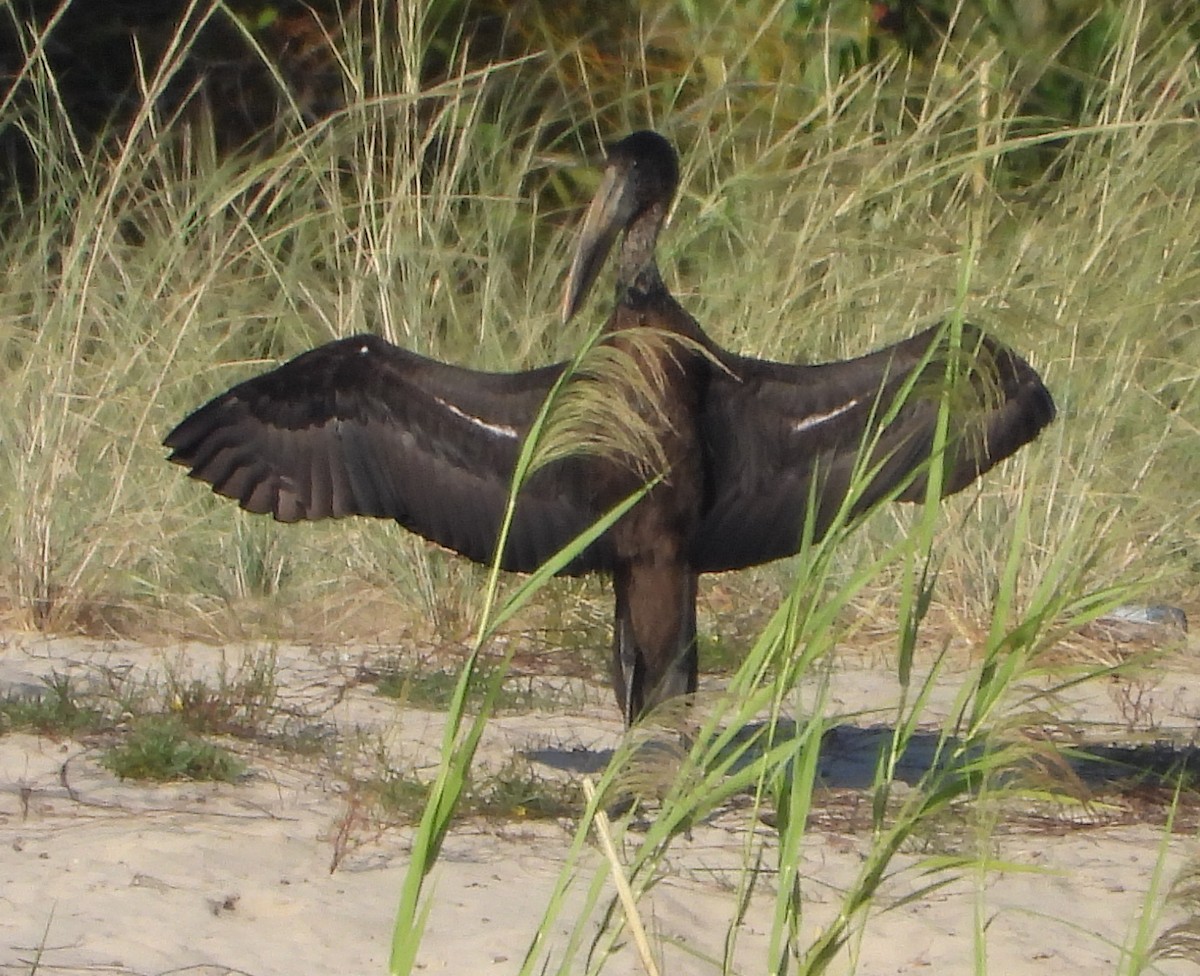 African Openbill - Timothy Whitehead