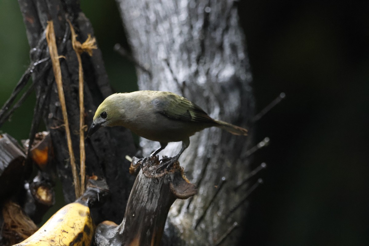 Palm Tanager - ML618018734
