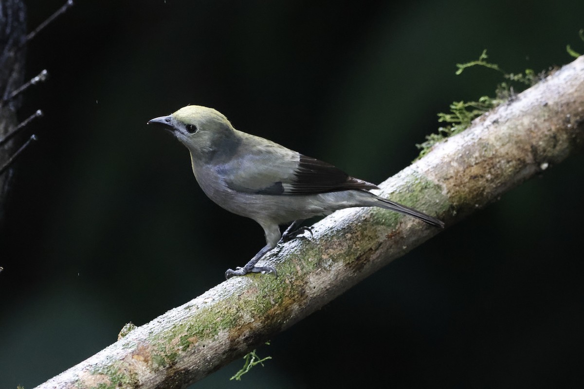 Palm Tanager - ML618018735