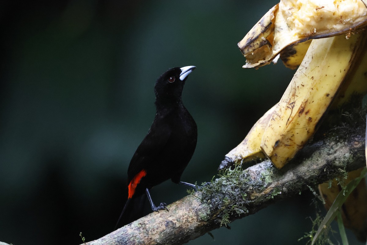 Scarlet-rumped Tanager - Gareth Bowes