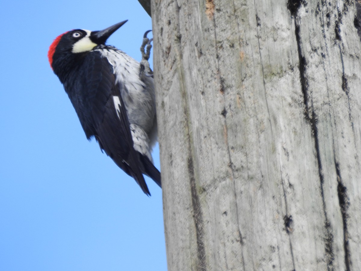 Acorn Woodpecker - ML618018776