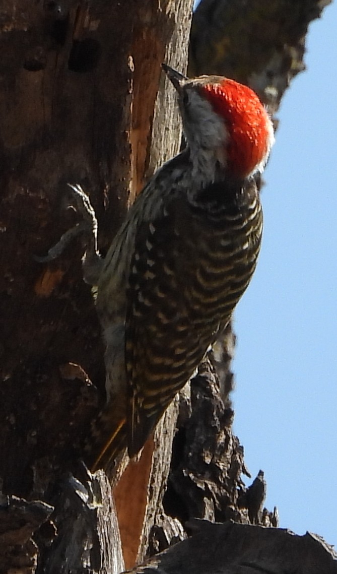 Cardinal Woodpecker - ML618018777