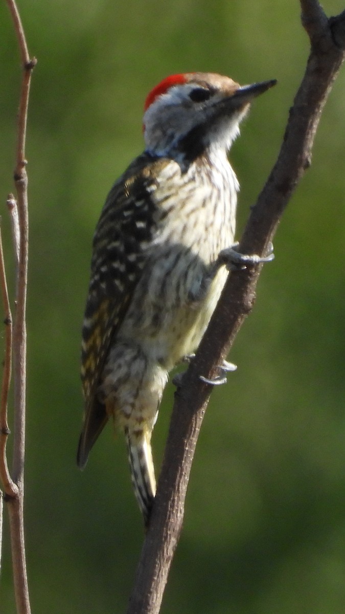 Cardinal Woodpecker - ML618018778
