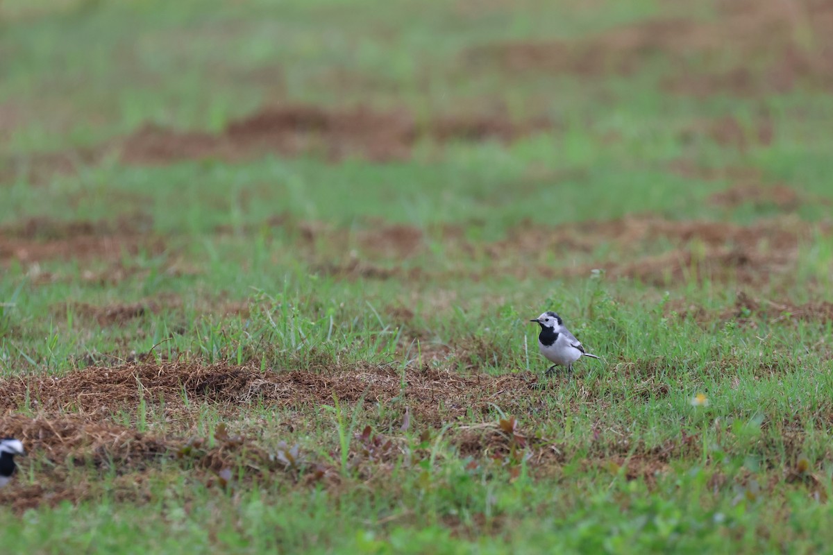White Wagtail (White-faced) - Chi-Hsuan Shao