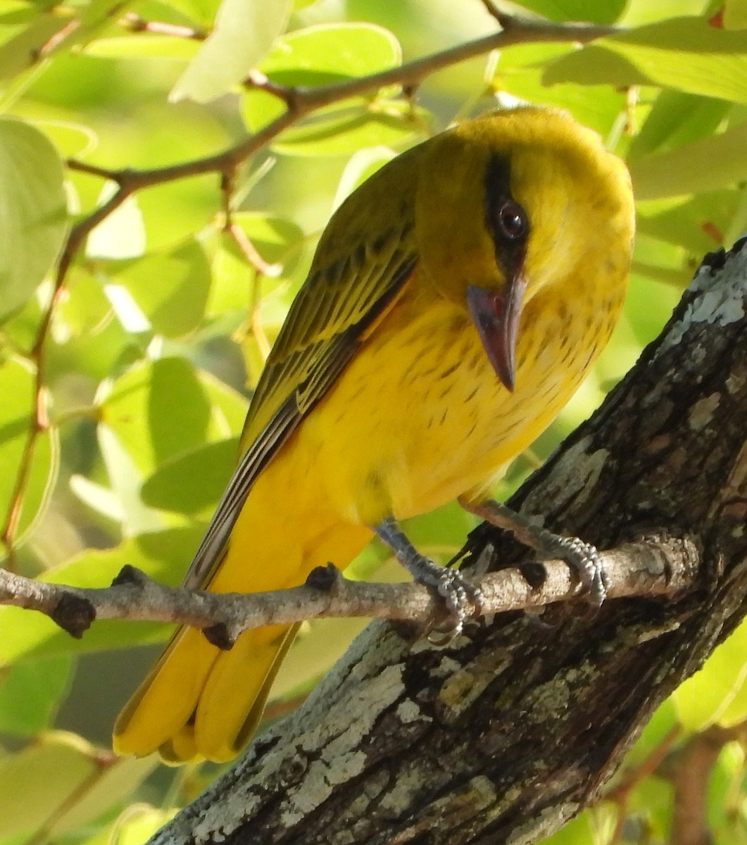 African Golden Oriole - Timothy Whitehead