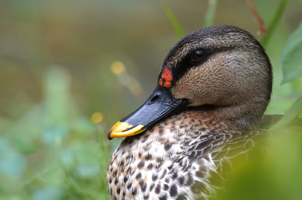 Indian Spot-billed Duck - Nathanael Poffley