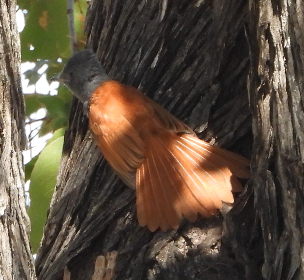 African Paradise-Flycatcher - Timothy Whitehead