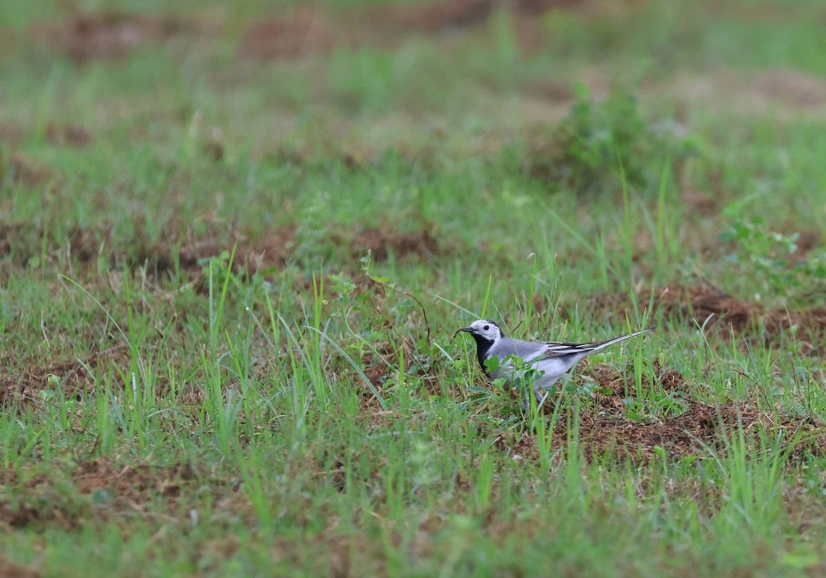 White Wagtail (White-faced) - Chi-Hsuan Shao