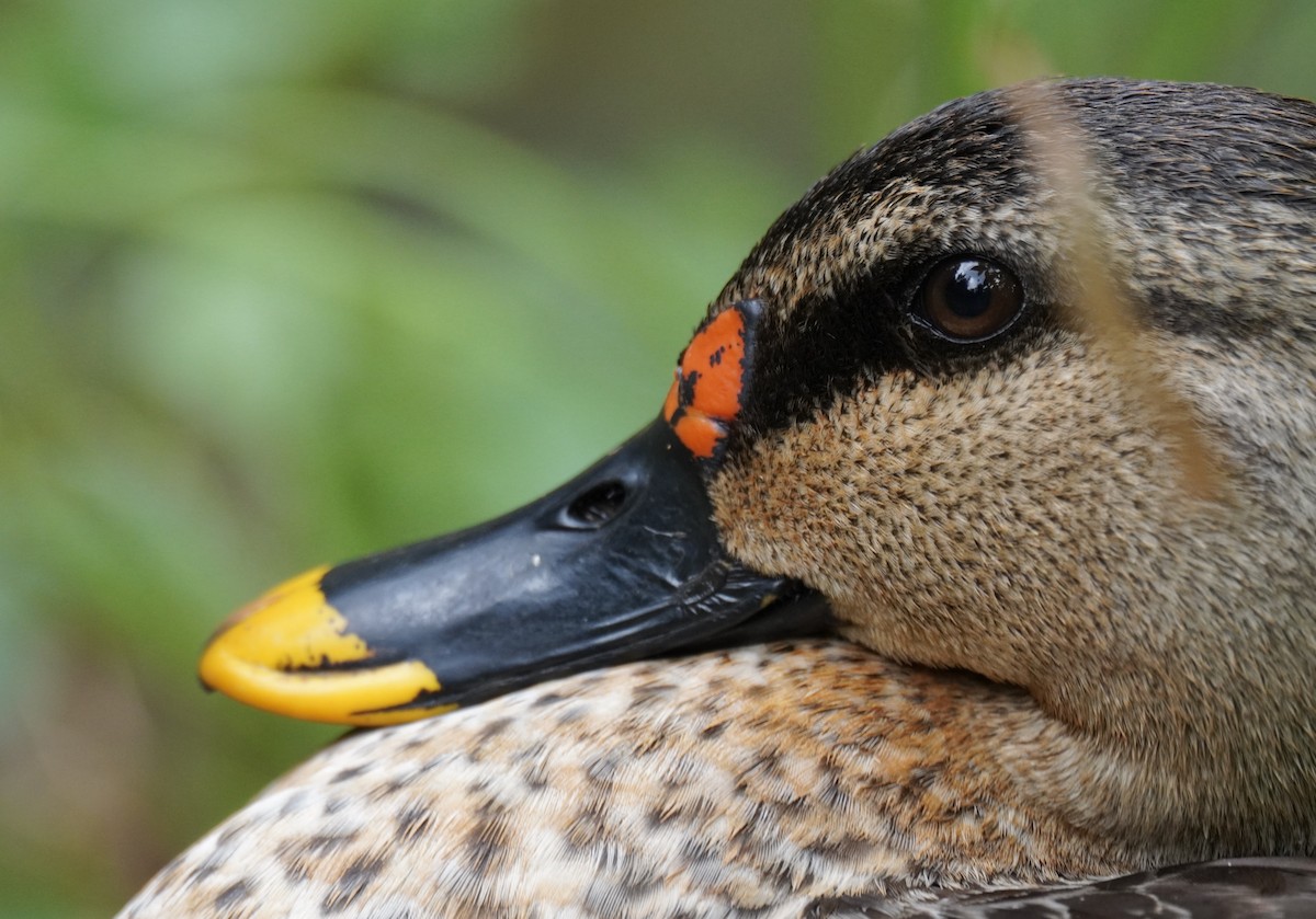 Indian Spot-billed Duck - ML618018815