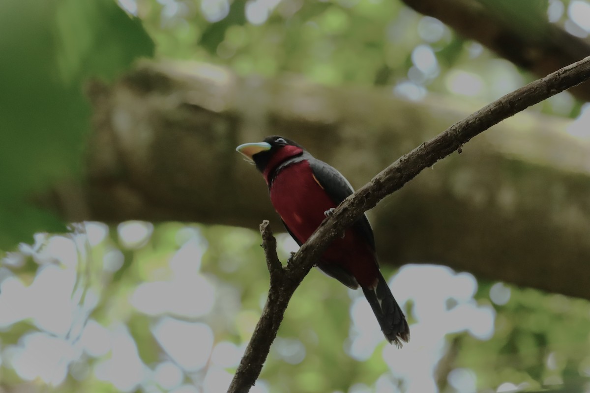 Black-and-red Broadbill (Black-and-red) - ML618018824