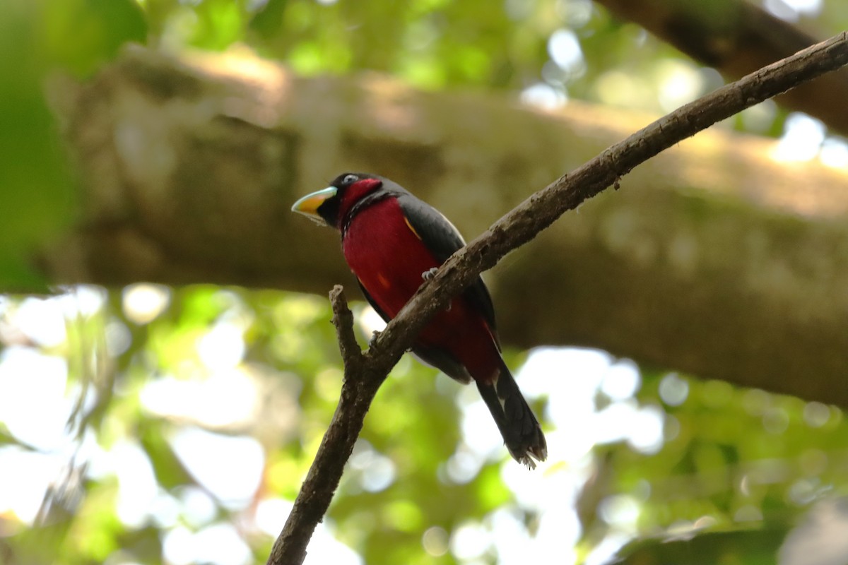 Black-and-red Broadbill (Black-and-red) - ML618018825