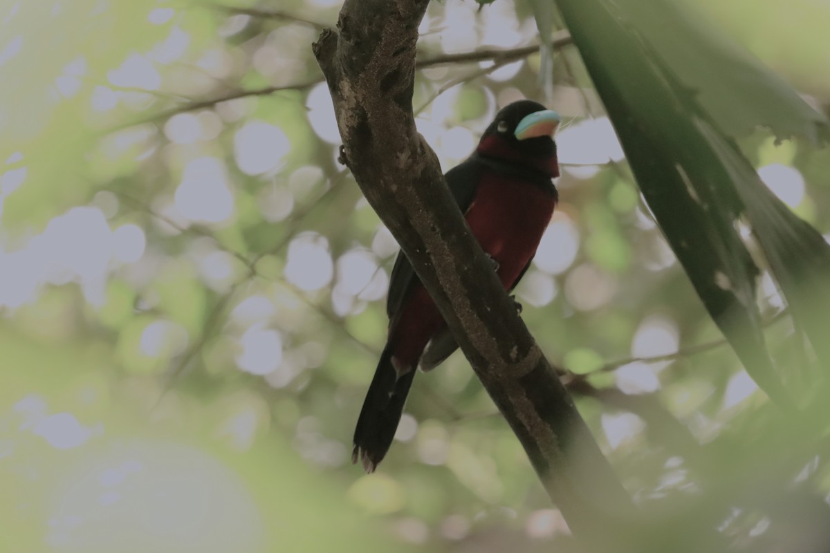 Black-and-red Broadbill (Black-and-red) - ML618018826