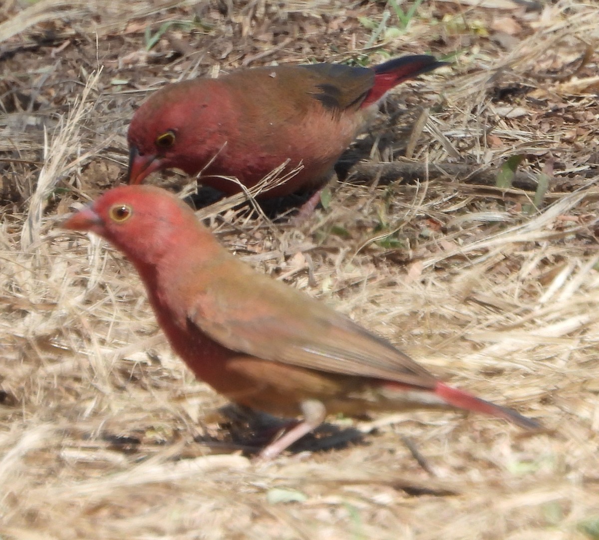 Red-billed Firefinch - Timothy Whitehead