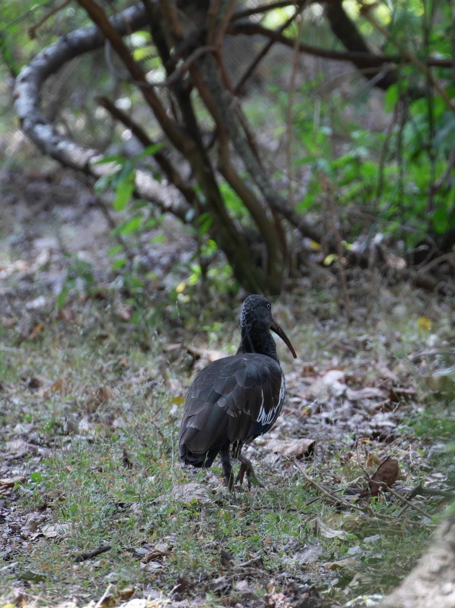 ibis etiopský - ML618018873