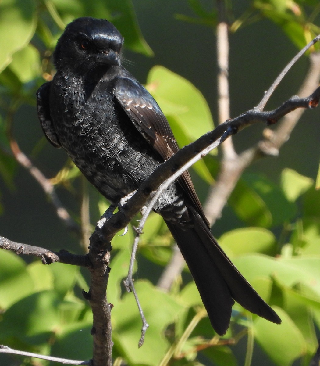 Fork-tailed Drongo - ML618018891