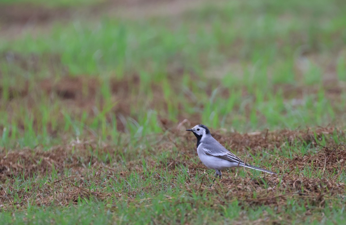 White Wagtail (White-faced) - ML618018923