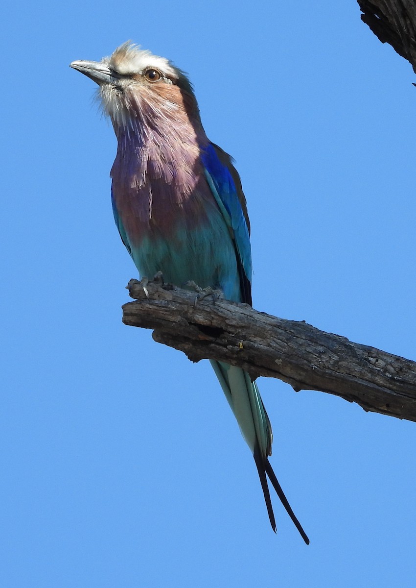 Lilac-breasted Roller - Timothy Whitehead