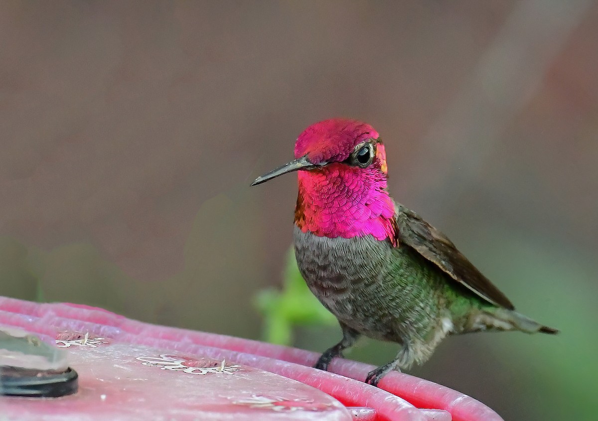 Anna's Hummingbird - Bob Reiter