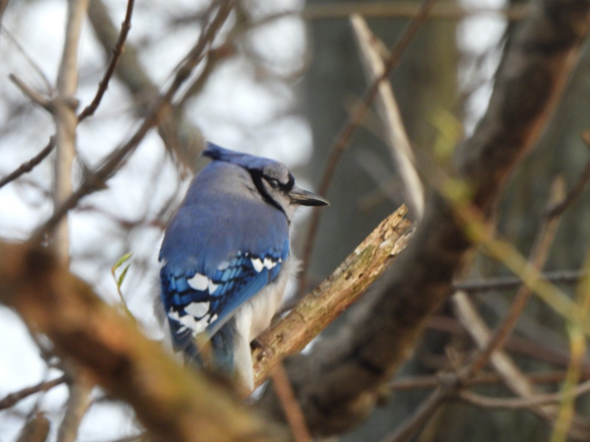 Blue Jay - The Hutch