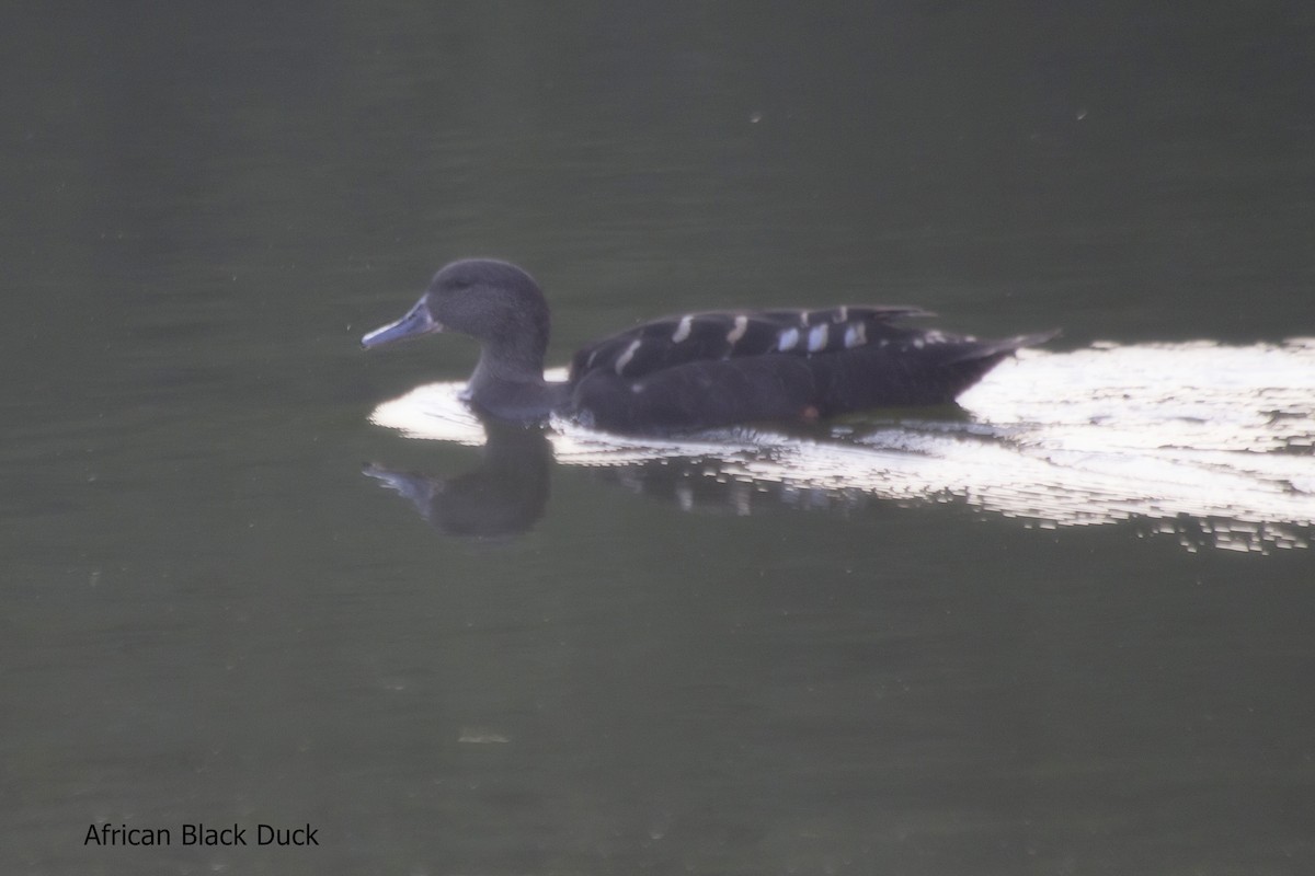 African Black Duck - ML618018967