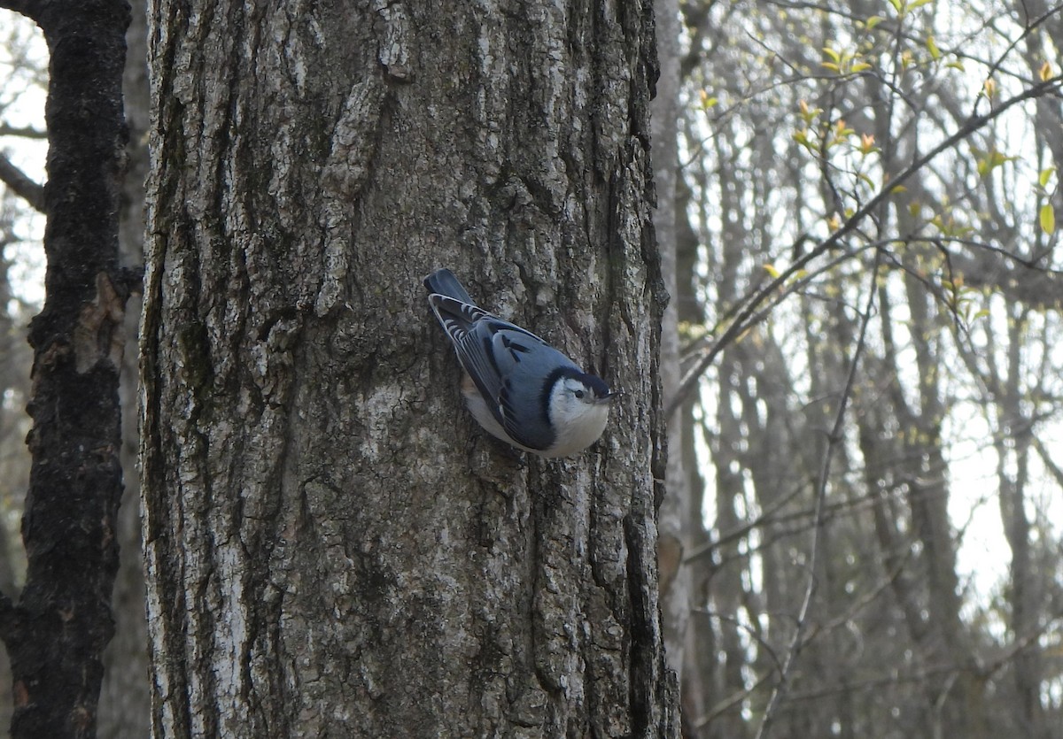 White-breasted Nuthatch - The Hutch