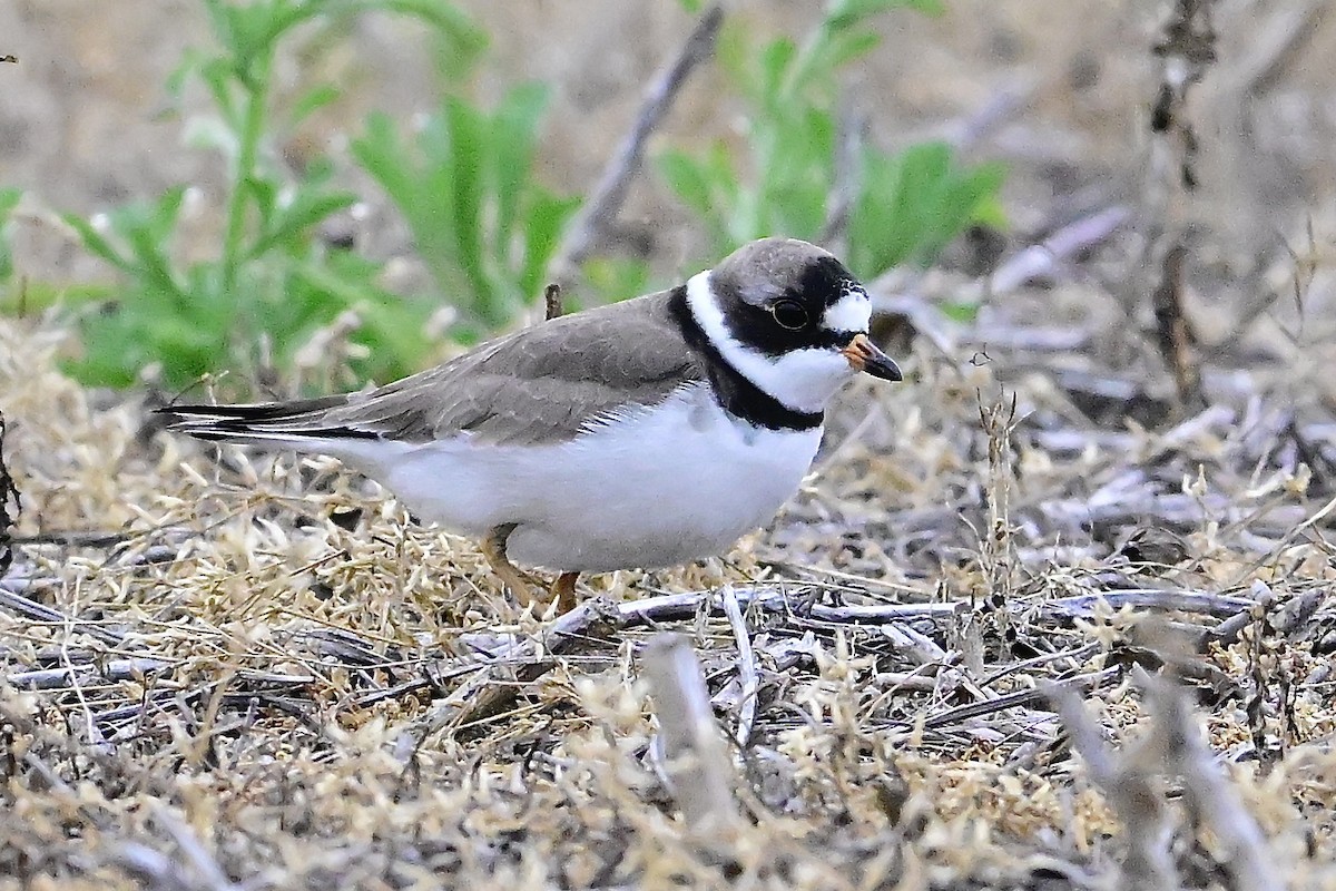 Semipalmated Plover - George McHenry