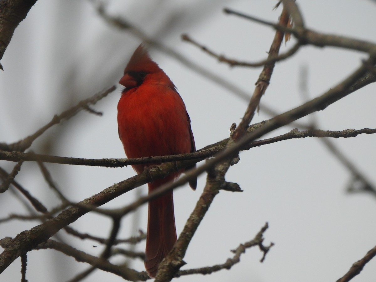 Northern Cardinal - The Hutch
