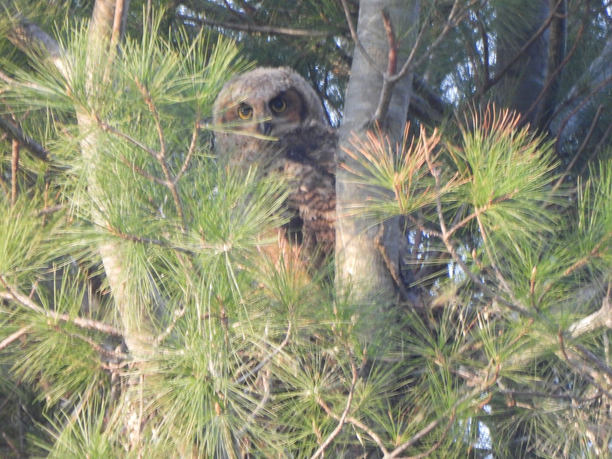 Great Horned Owl - ML618019012