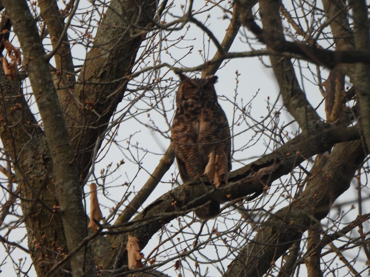 Great Horned Owl - ML618019013