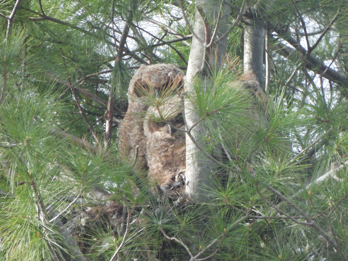 Great Horned Owl - The Hutch