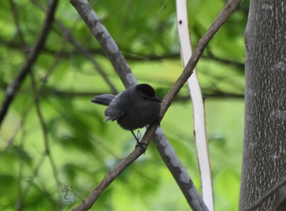 Gray Catbird - stephen johnson  🦜