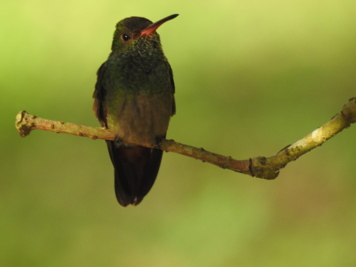 Rufous-tailed Hummingbird - ML618019030