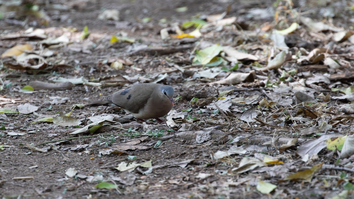 Blue-spotted Wood-Dove - simon walkley