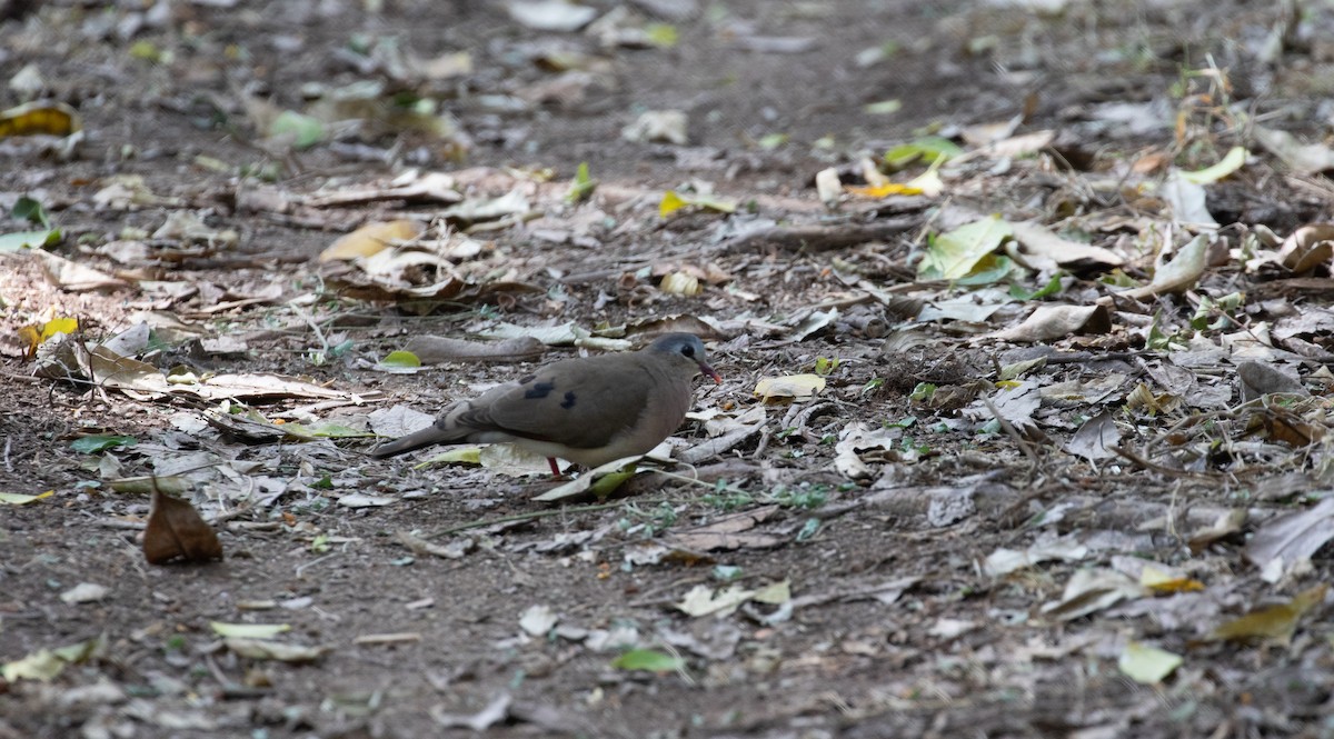 Blue-spotted Wood-Dove - ML618019043