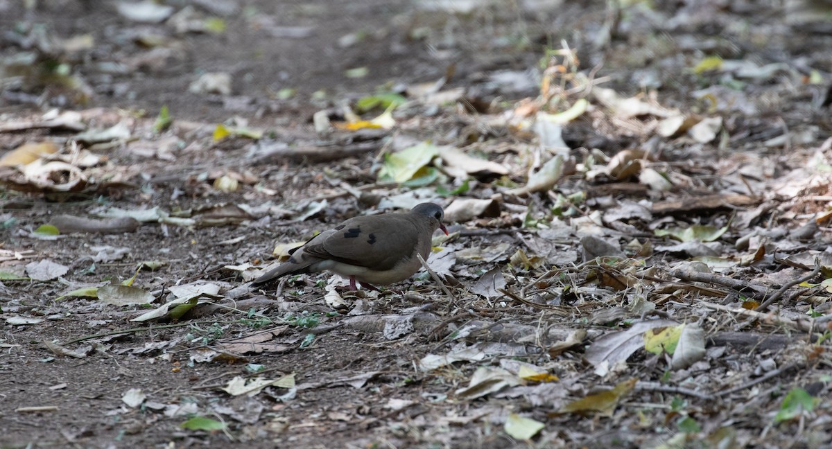 Blue-spotted Wood-Dove - ML618019045