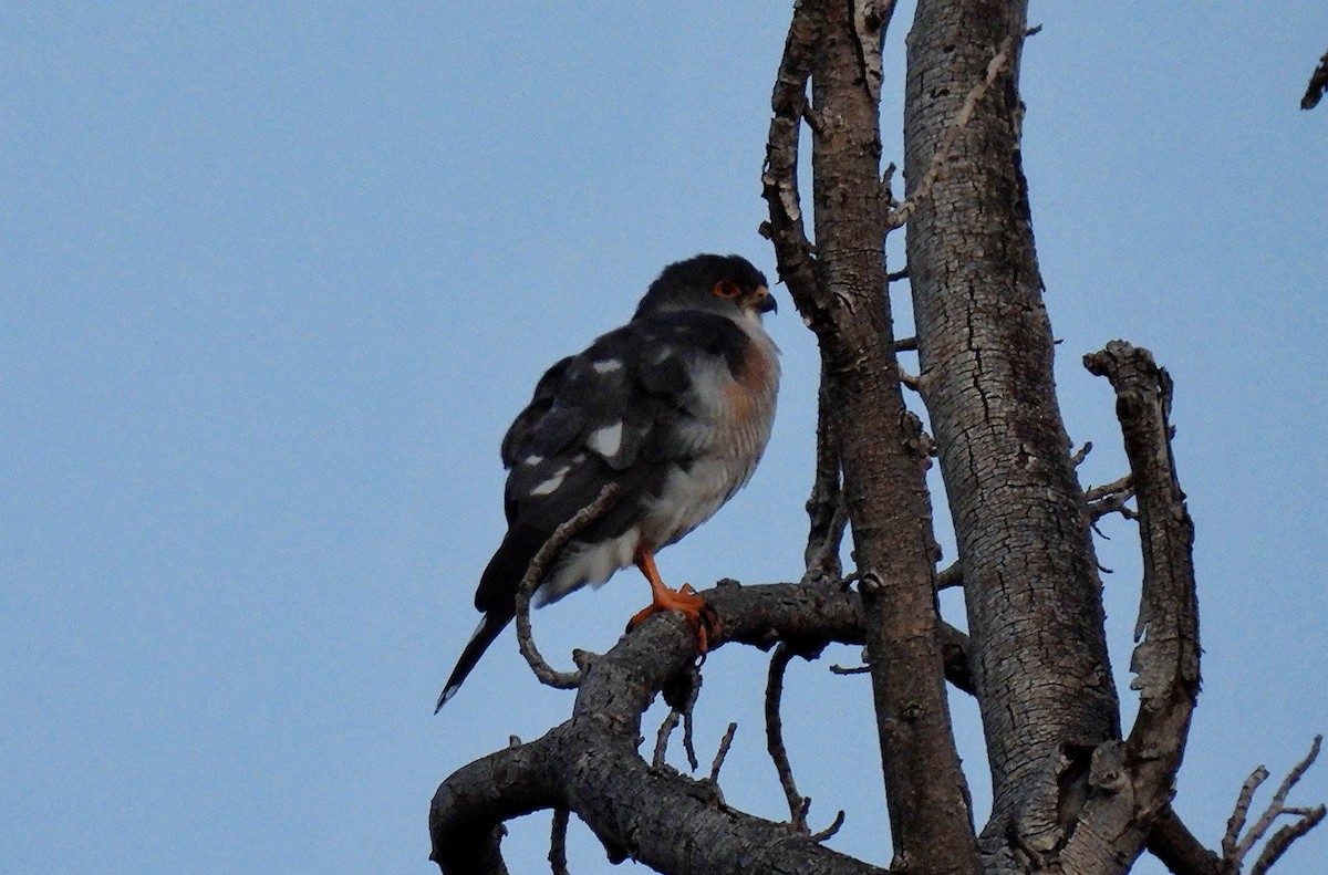 Little Sparrowhawk - ML618019053