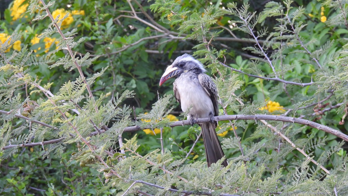 African Gray Hornbill - ML618019056