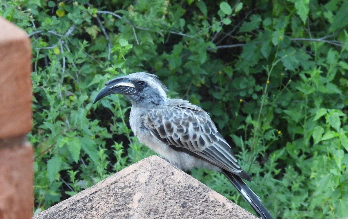 African Gray Hornbill - ML618019074