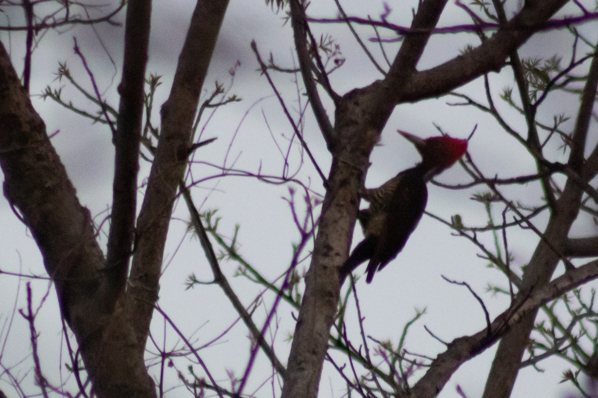 Pale-billed Woodpecker - ML618019081